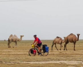 Keith passes camels: Dromedaries, Bactrian and hybrids