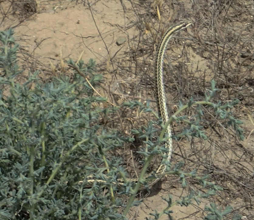 Smooth Snake (Coronella austriaca), beside the road
